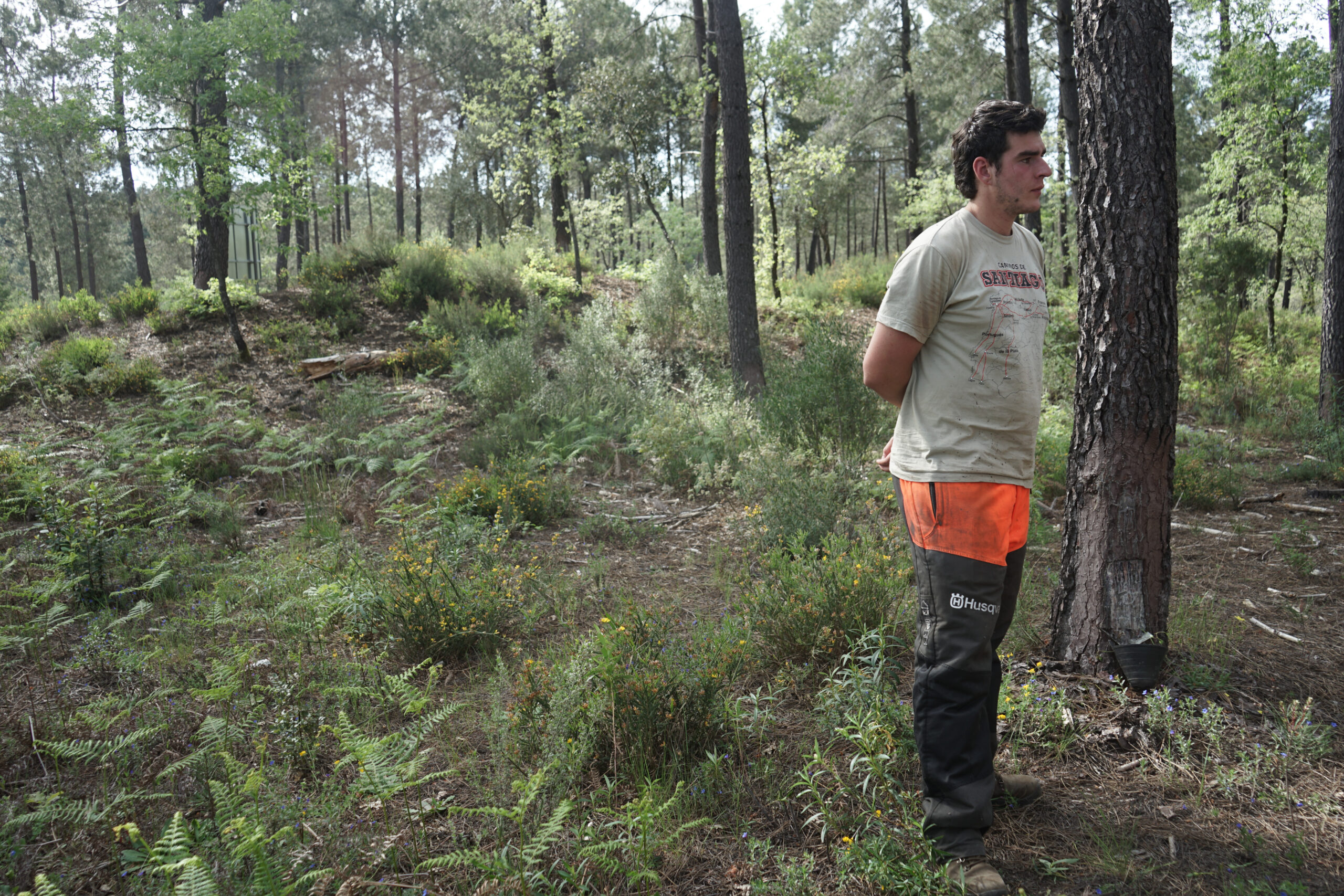 Javier Calzada during an interview at his pine grove in Extremadura, Spain.