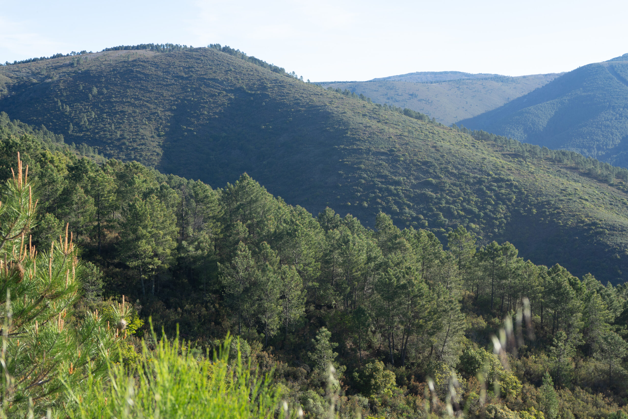 Pine forests cover the landscape in the Sierra de Gata, Extremadura, Spain.