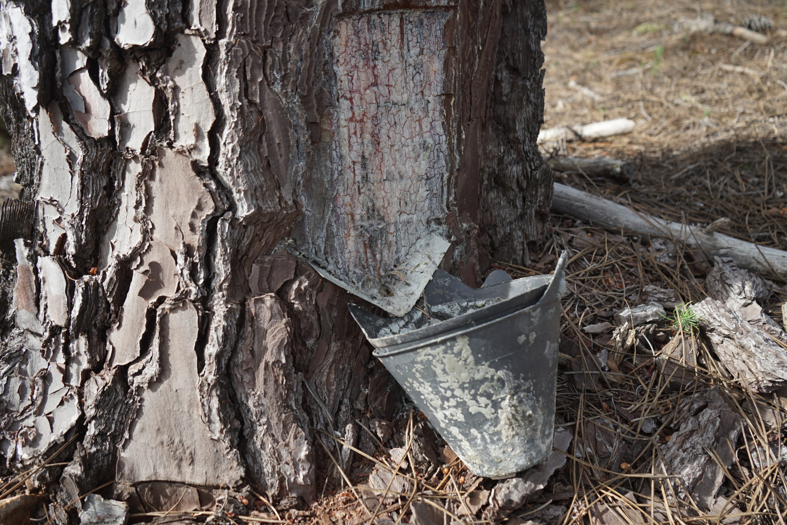 A resin bucket at the bottom of a pine tree in Extremadura, Spain.
